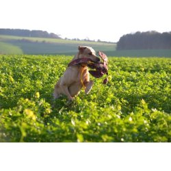 Dummy fasankok 600 gr